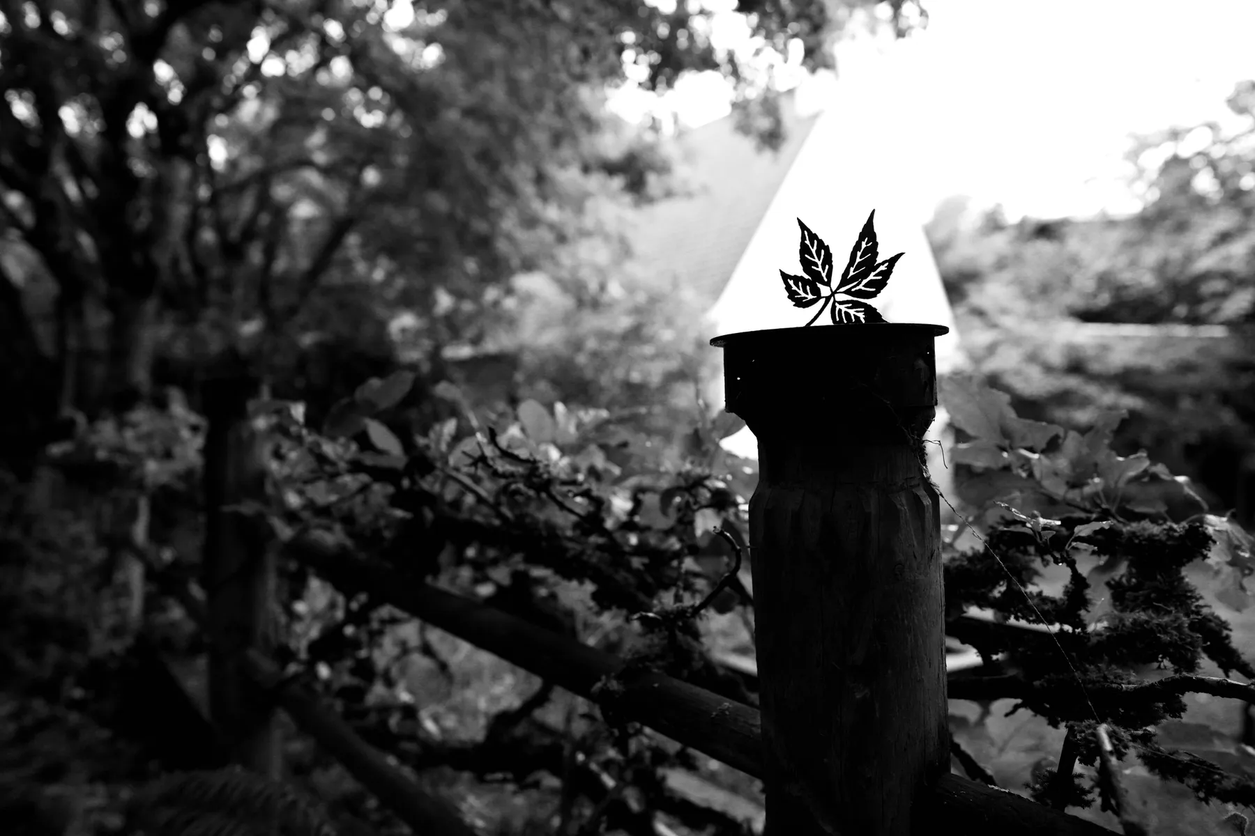 Photography work by Alex B.
